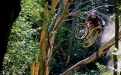SCOTT a DOWNHILL X - Gambler