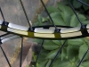 Mavic 2009 - Crossmax SLR disk