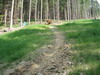 DH tra� Velk� Karlovice IV. - D�ev�n� monstra