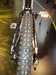 SCOTT 2008 - Po�adavek �tvrt�