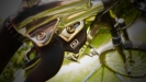 Pulpis�v SCOTT Scale RC - VII.