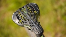 Pulpis�v SCOTT Scale RC - XI.