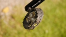 Pulpis�v SCOTT Scale RC - XII.