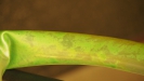 Slime a FOSS
